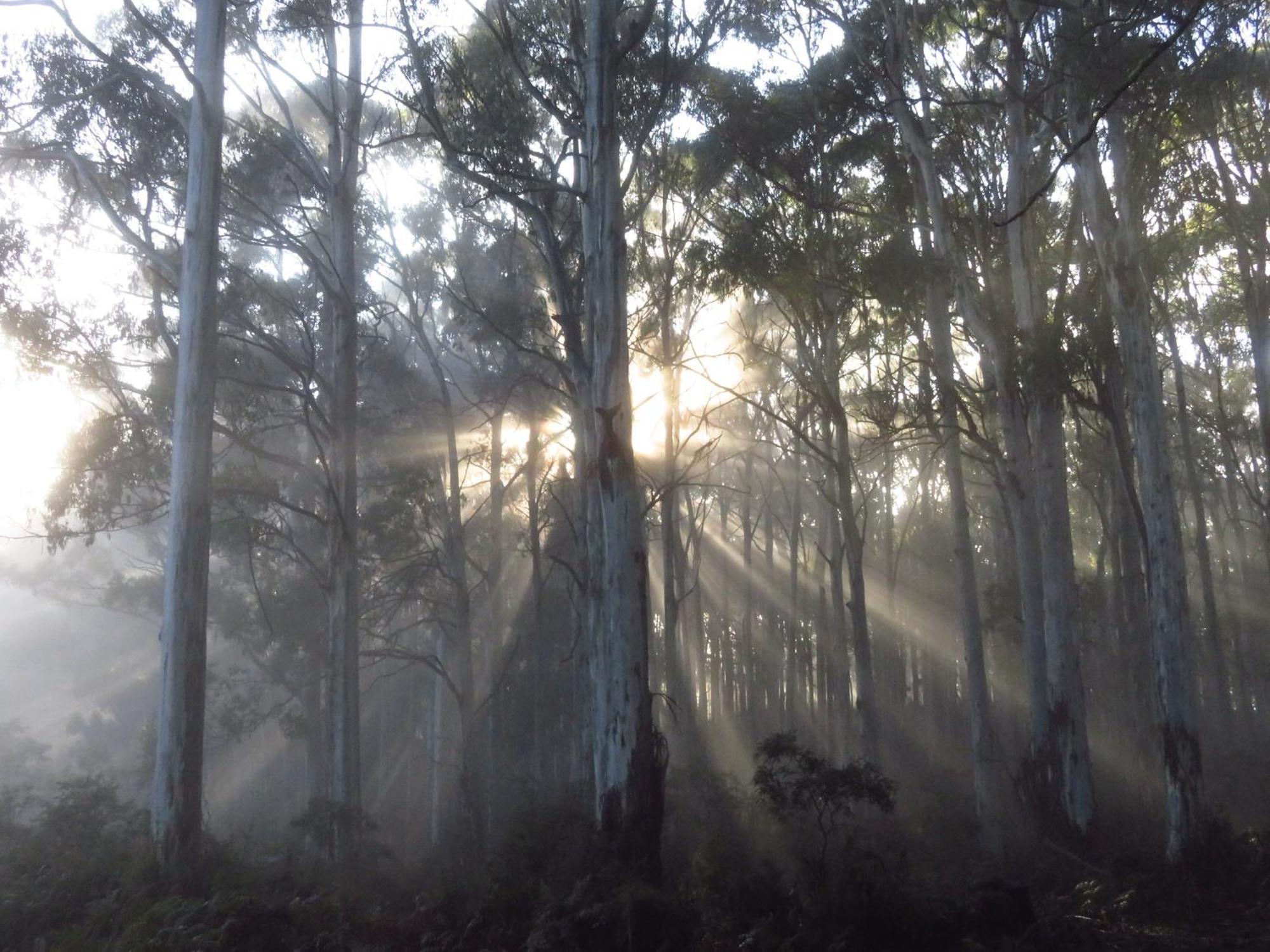Sassafras Treehouse Private Home In The Dandenong Ranges, Victoria 外观 照片